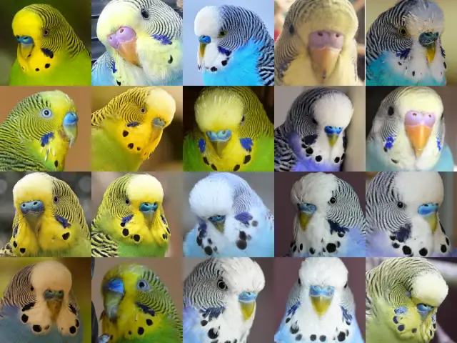 Can Budgies Change Gender? How is Gender Determined First? Hormones, Diseases, Sickness