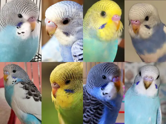 Can Budgies Change Gender? How is Gender Determined First? Hormones, Diseases, Sickness