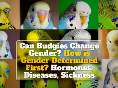 Can Budgies Change Gender? How is Gender Determined First? Hormones, Diseases, Sickness