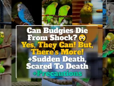 Can Budgies Die From Shock? Yes, They Can! But, There’s More! +Sudden Death, Scared To Death +Precautions