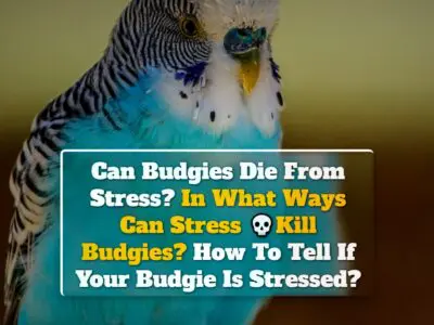 Can Budgies Die From Stress? In What Ways Can Stress Kill Budgies? How To Tell If Your Budgie Is Stressed?
