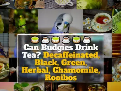Can Budgies Drink Tea? Decaffeinated, Black, Green, Herbal, Chamomile, Rooibos