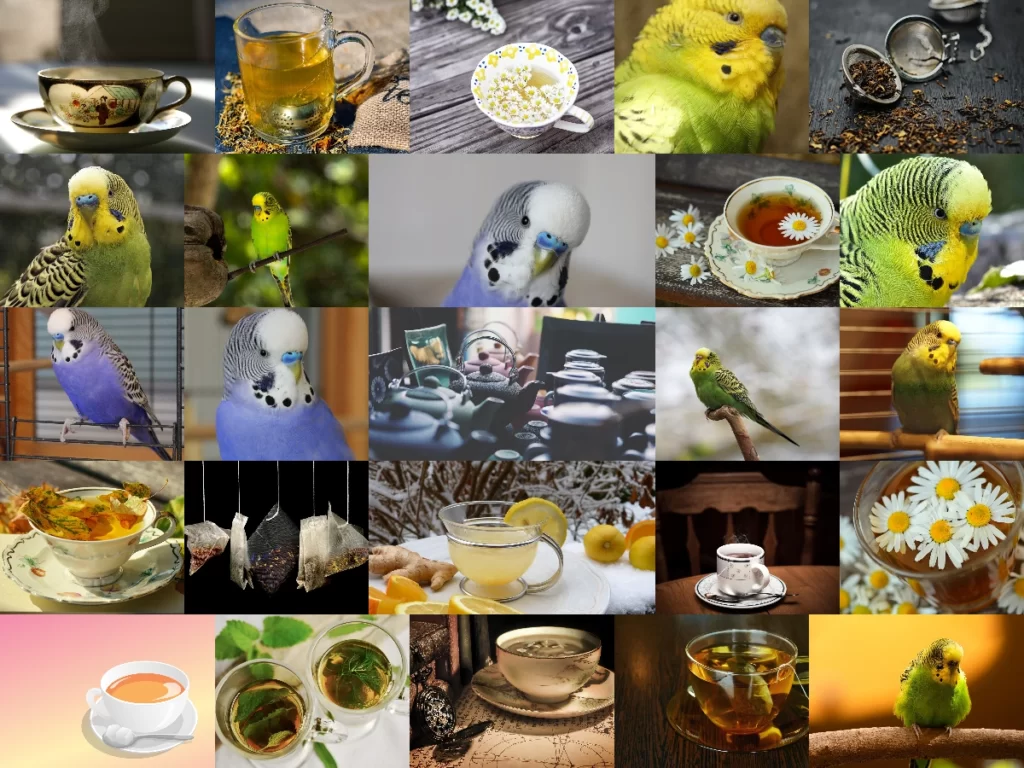 Can Budgies Drink Tea? Decaffeinated, Black, Green, Herbal, Chamomile, Rooibos