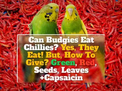 Can Budgies Eat Chillies? Yes, They Eat! But, How To Give? Green, Red, Seeds, Leaves +Capsaicin