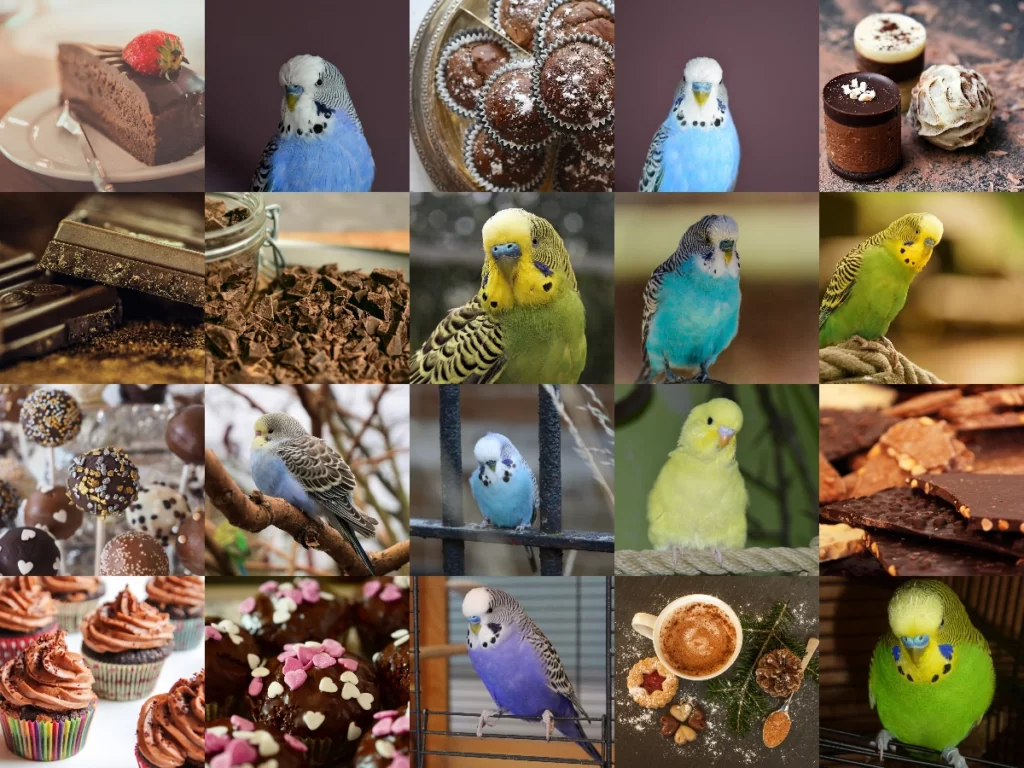 Can Budgies Eat Chocolate? Caffeine And Theobromine Problem!