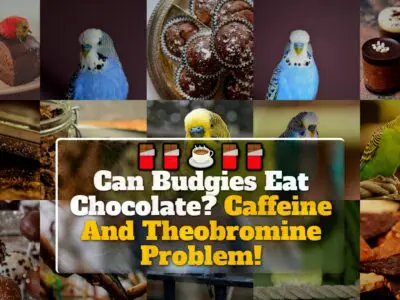 Can Budgies Eat Chocolate? Caffeine And Theobromine Problem!