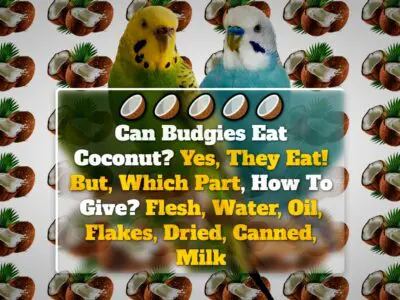 Can Budgies Eat Coconut? Yes, They Eat! But, Which Part, How To Give? Flesh, Water, Oil, Flakes, Dried, Canned, Milk