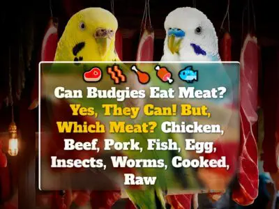 Can Budgies Eat Meat? Yes, They Can! But, Which Meat? Chicken, Beef, Pork, Fish, Egg, Insects, Worms, Cooked, Raw
