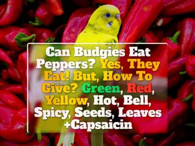 Can Budgies Eat Peppers? Yes, They Eat! But, How To Give? Green, Red, Yellow, Hot, Bell, Spicy, Seeds, Leaves +Capsaicin