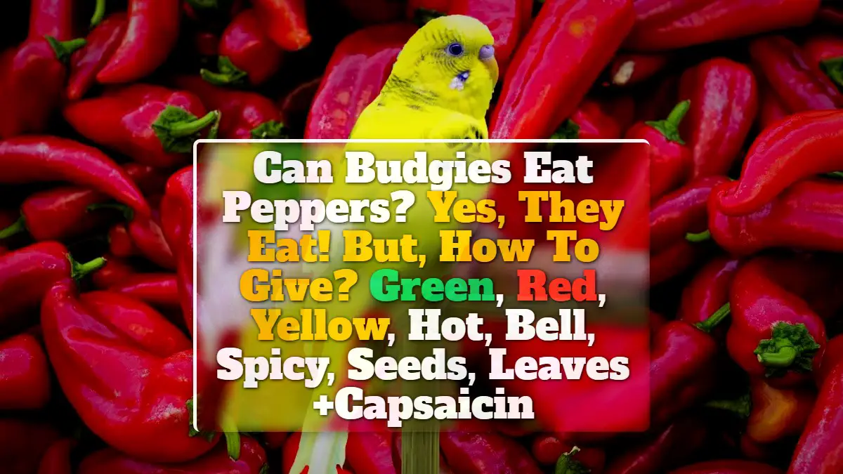 Can Budgies Eat Peppers? Yes, They Eat! But, How To Give? Green, Red