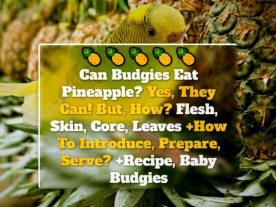 Can Budgies Eat Pineapple? Yes, They Can! But, How? Flesh, Skin, Core, Leaves +How To Introduce, Prepare, Serve? +Recipe, Baby Budgies