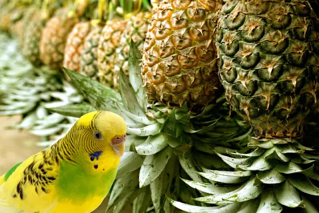 Can Budgies Eat Pineapple? Yes, They Can! But, How? Flesh, Skin, Core, Leaves +How To Introduce, Prepare, Serve? +Recipe, Baby Budgies
