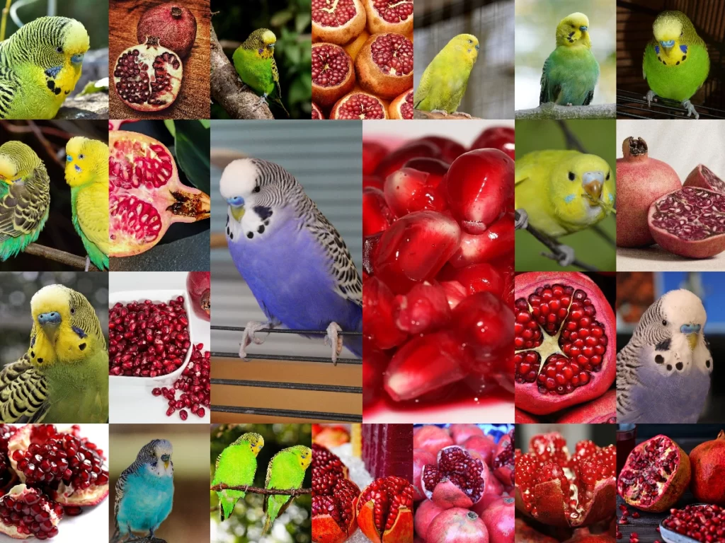 Can Budgies Eat Pomegranate? Yes, They Eat! But, Which Part & How To Give? Arils, Seeds, Peel, Septum, Juice