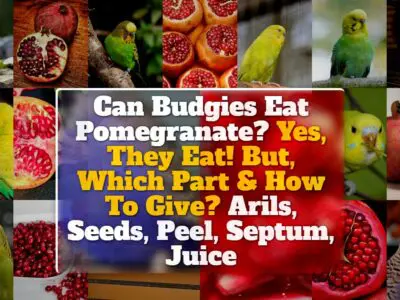 Can Budgies Eat Pomegranate? Yes, They Eat! But, Which Part & How To Give? Arils, Seeds, Peel, Septum, Juice
