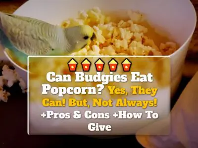 Can Budgies Eat Popcorn? Yes, They Can! But, Not Always! +Pros & Cons +How To Give