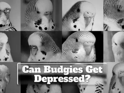 Can Budgies Get Depressed?