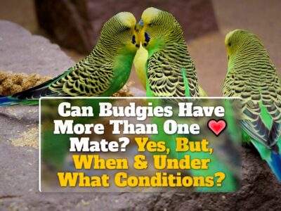 Can Budgies Have More Than One Mate? Yes, But, When & Under What Conditions?