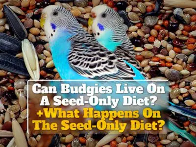 Can Budgies Live On A Seed-Only Diet? +What Happens On The Seed-Only Diet?