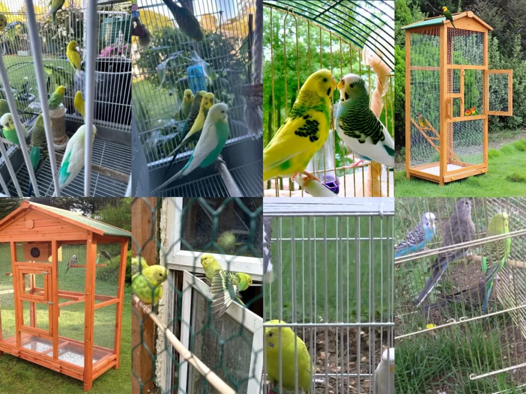 Can Budgies Stay Outside in Summer?