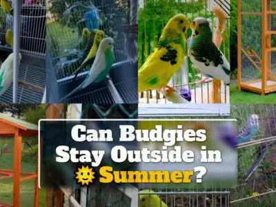 Can Budgies Stay Outside in Summer?