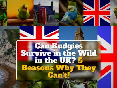 Can Budgies Survive in the Wild in the UK? 5 Reasons Why They Can’t!