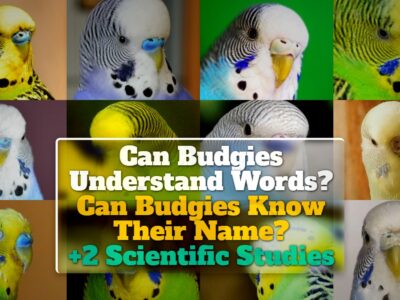 Can Budgies Understand Words? Can Budgies Know Their Name? +2 Scientific Studies