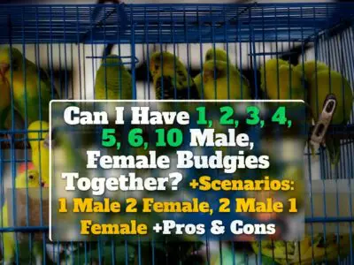 Can I Have 1, 2, 3, 4, 5, 6, 10 Male, Female Budgies Together? +Scenarios: 1 Male 2 Female, 2 Male 1 Female +Pros & Cons
