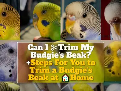 Can I Trim My Budgie’s Beak? +Steps For You to Trim a Budgie’s Beak at Home