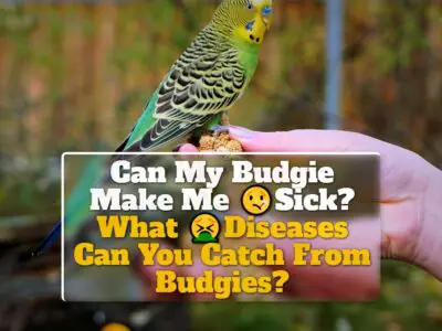 Can My Budgie Make Me Sick? What Diseases Can You Catch From Budgies?