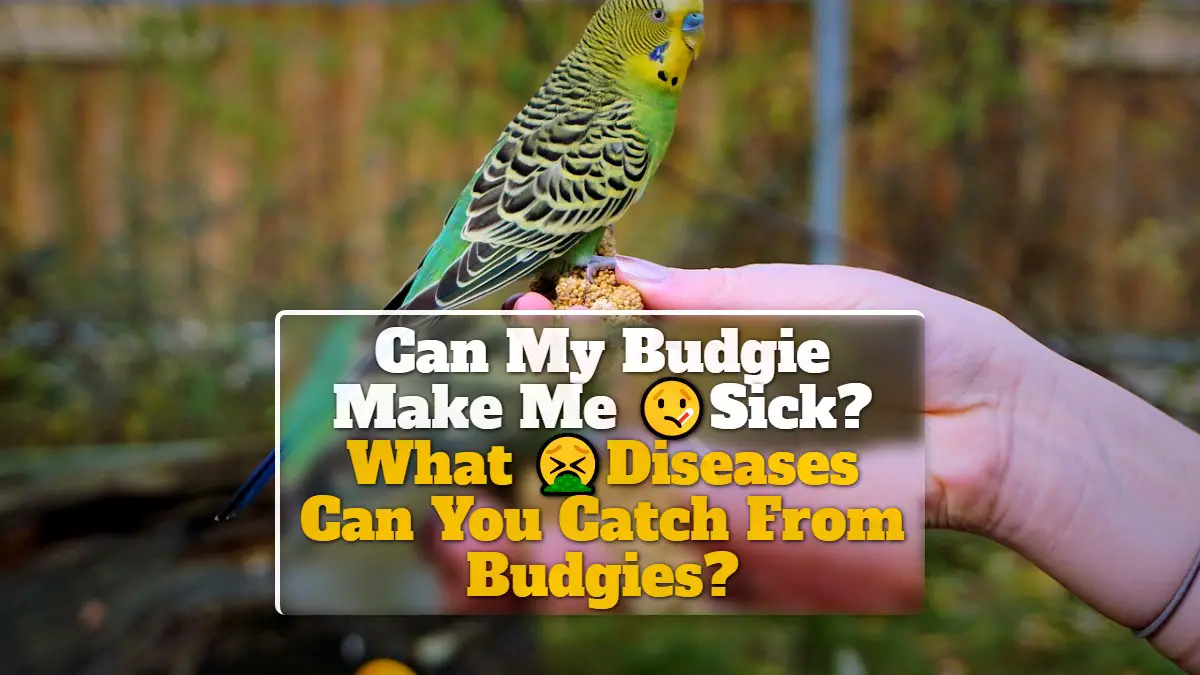 Can My Budgie Make Me Sick? What Diseases Can You Catch From Budgies?