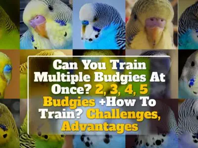 Can You Train Multiple Budgies At Once? 2, 3, 4, 5 Budgies +How To Train? Challenges, Advantages