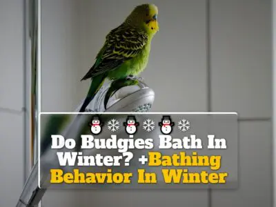 Do Budgies Bath In Winter? +Bathing Behavior In Winter
