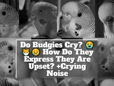 Do Budgies Cry? How Do They Express They Are Upset? +Crying Noise