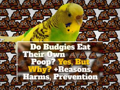 Do Budgies Eat Their Own Poop? Yes, But Why? +Reasons, Harms, Prevention