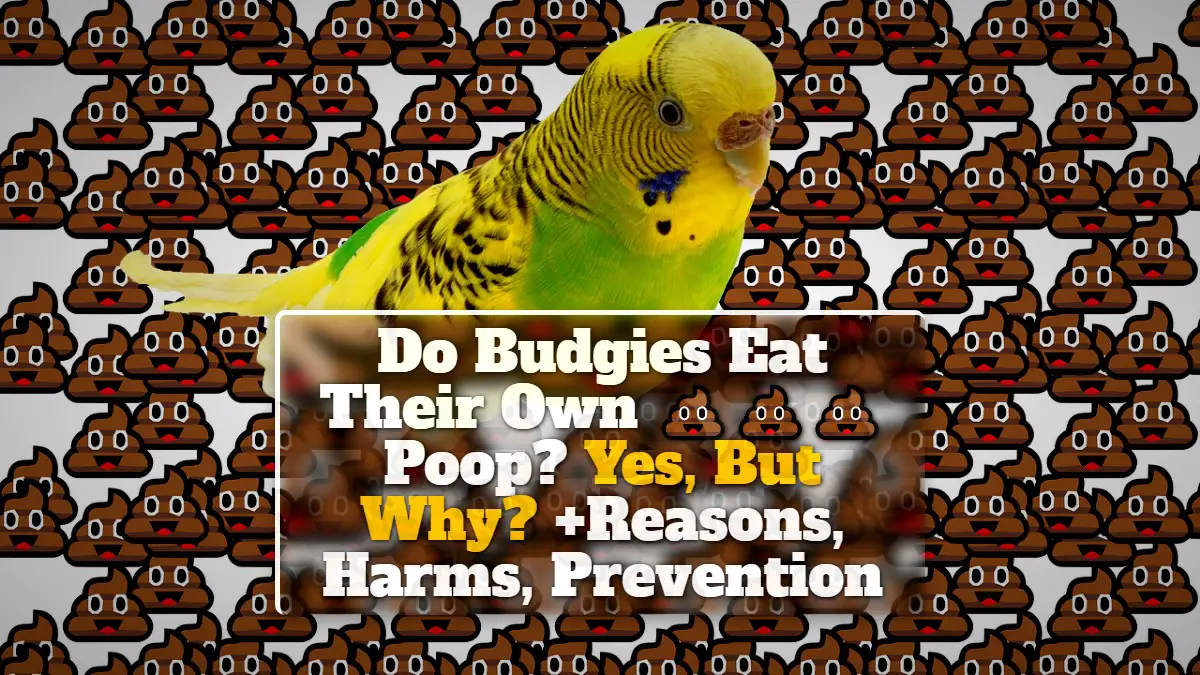 Do Budgies Eat Their Own Poop? Yes, But Why? +Reasons, Harms, Prevention