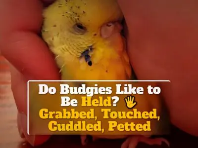 Do Budgies Like to Be Held? Grabbed, Touched, Cuddled, Petted