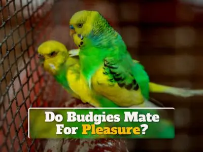 Do Budgies Mate For Pleasure? +Masturbation In Budgies