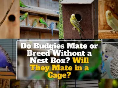 Do Budgies Mate or Breed Without a Nest Box? Will They Mate in a Cage?