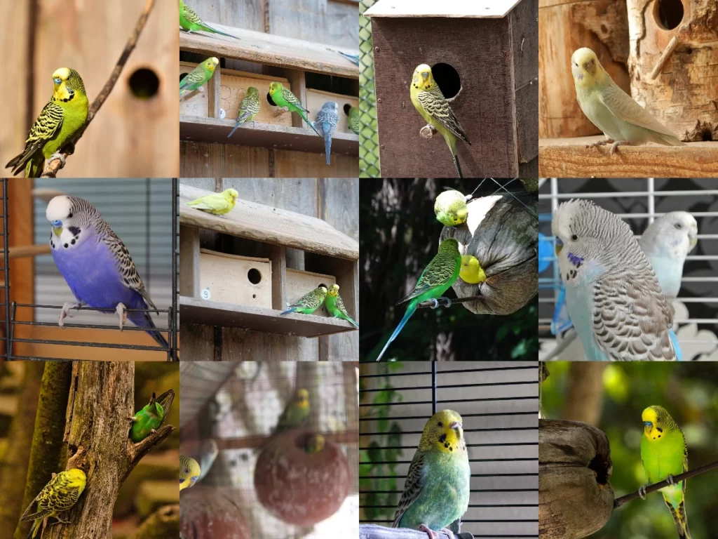 Do Budgies Mate or Breed Without a Nest Box? Will They Mate in a Cage?