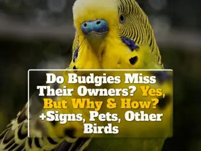 Do Budgies Miss Their Owners? Yes, But Why & How? +Signs, Pets, Other Birds