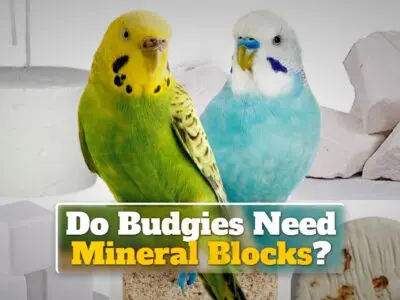 Do Budgies Need Mineral Blocks?