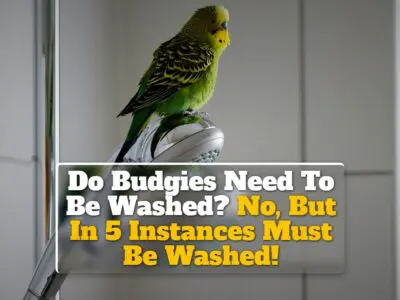 Do Budgies Need To Be Washed? No, But In 5 Instances Must Be Washed!