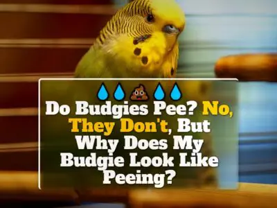Do Budgies Pee? No, They Don’t, But Why Does My Budgie Look Like Peeing?