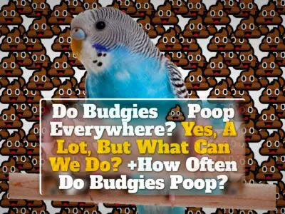 Do Budgies Poop Everywhere? Yes, A Lot, But What Can We Do? +How Often Do Budgies Poop?