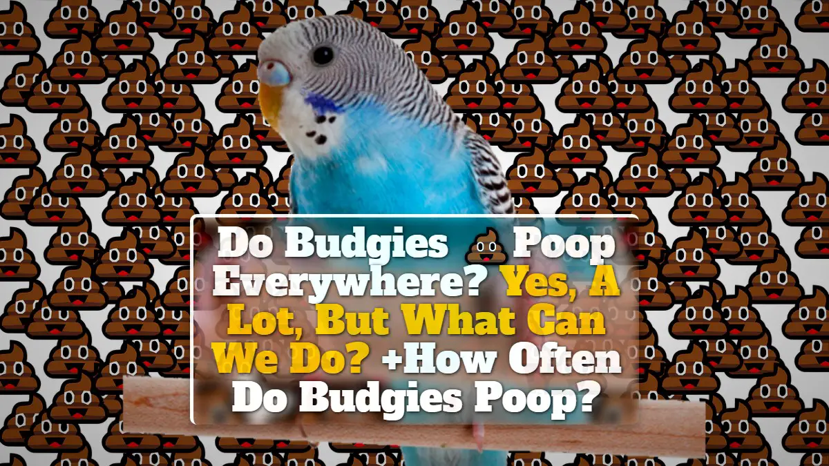 Do Budgies Poop Everywhere? Yes, A Lot, But What Can We Do? +How Often Do Budgies Poop?