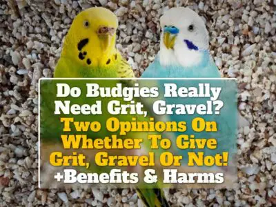 Do Budgies Really Need Grit, Gravel? Two Opinions On Whether To Give Grit, Gravel Or Not! +Benefits & Harms