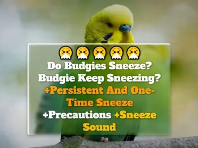 Do Budgies Sneeze? Budgie Keep Sneezing? +Persistent And One-Time Sneeze +Precautions +Sneeze Sound