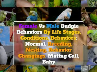 Female Vs Male Budgie Behaviors By Life Stages, Conditions, Behaviors: Normal, Breeding, Nesting, Behavior Changings, Mating Call, Baby
