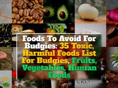 Foods To Avoid For Budgies: 35 Toxic, Harmful Foods List For Budgies, Fruits, Vegetables, Human Foods