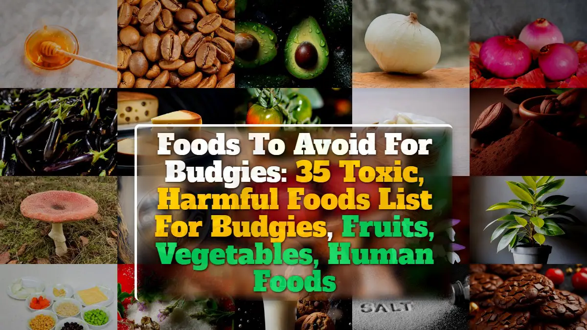 Foods To Avoid For Budgies 35 Toxic, Harmful Foods List For Budgies